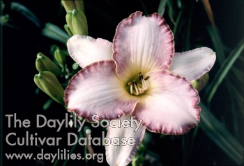 Daylily Lonely Heart